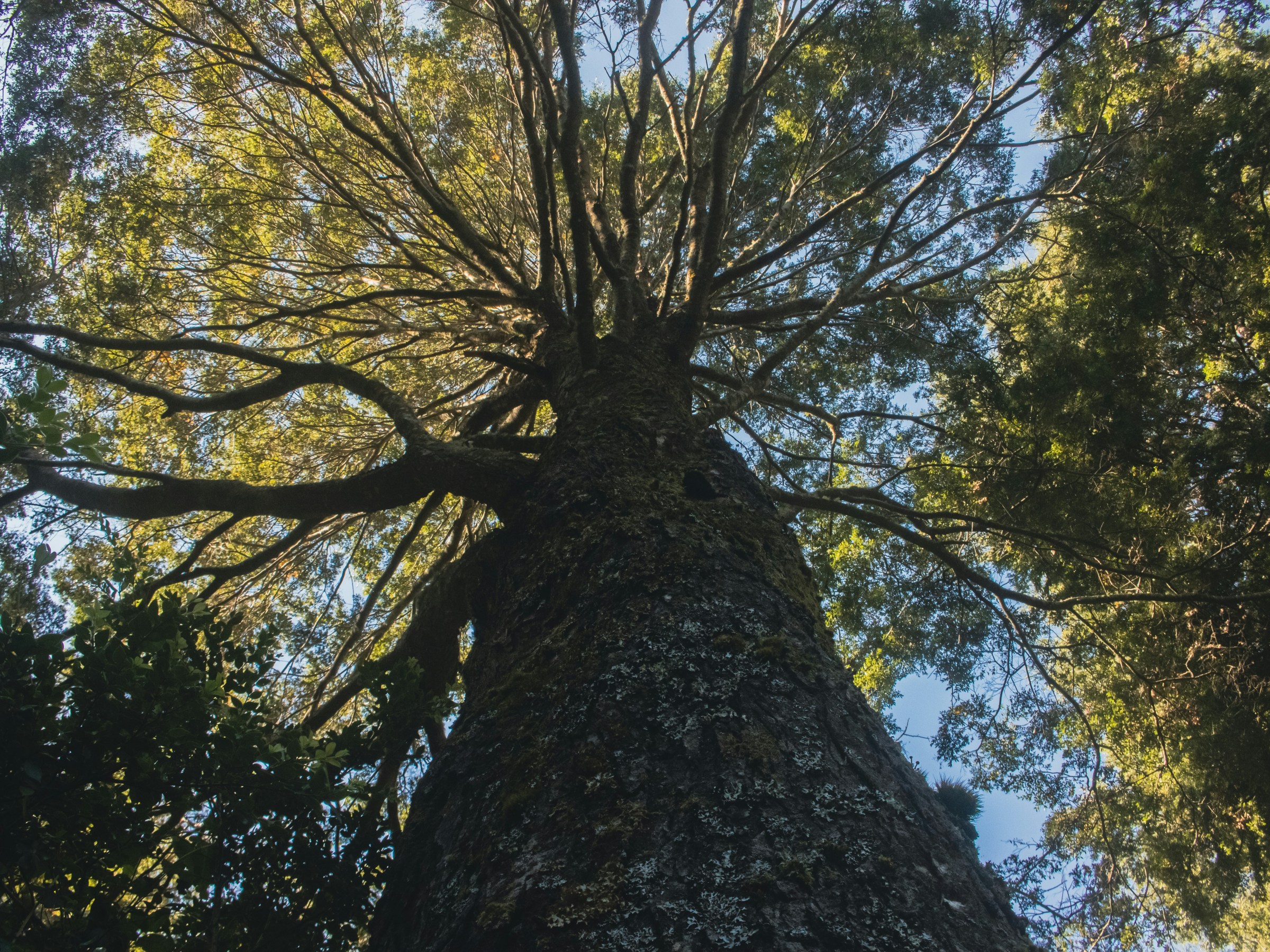 Sturdy and flourishing tree