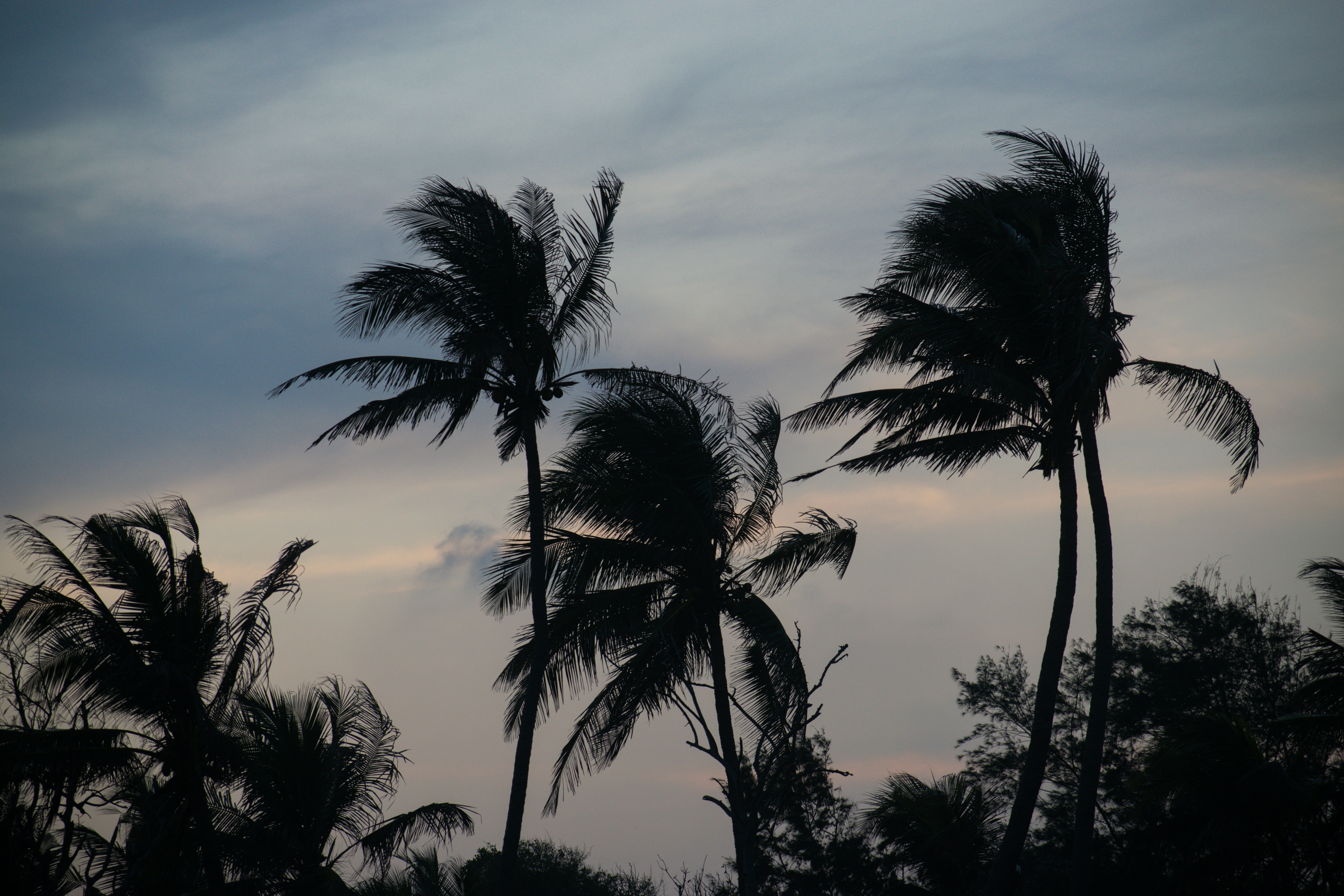 Trees swaying in the storm
